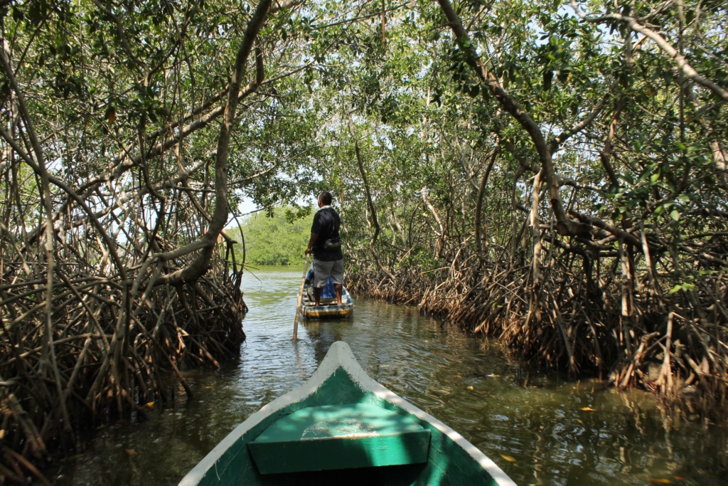Mangroves Colombia