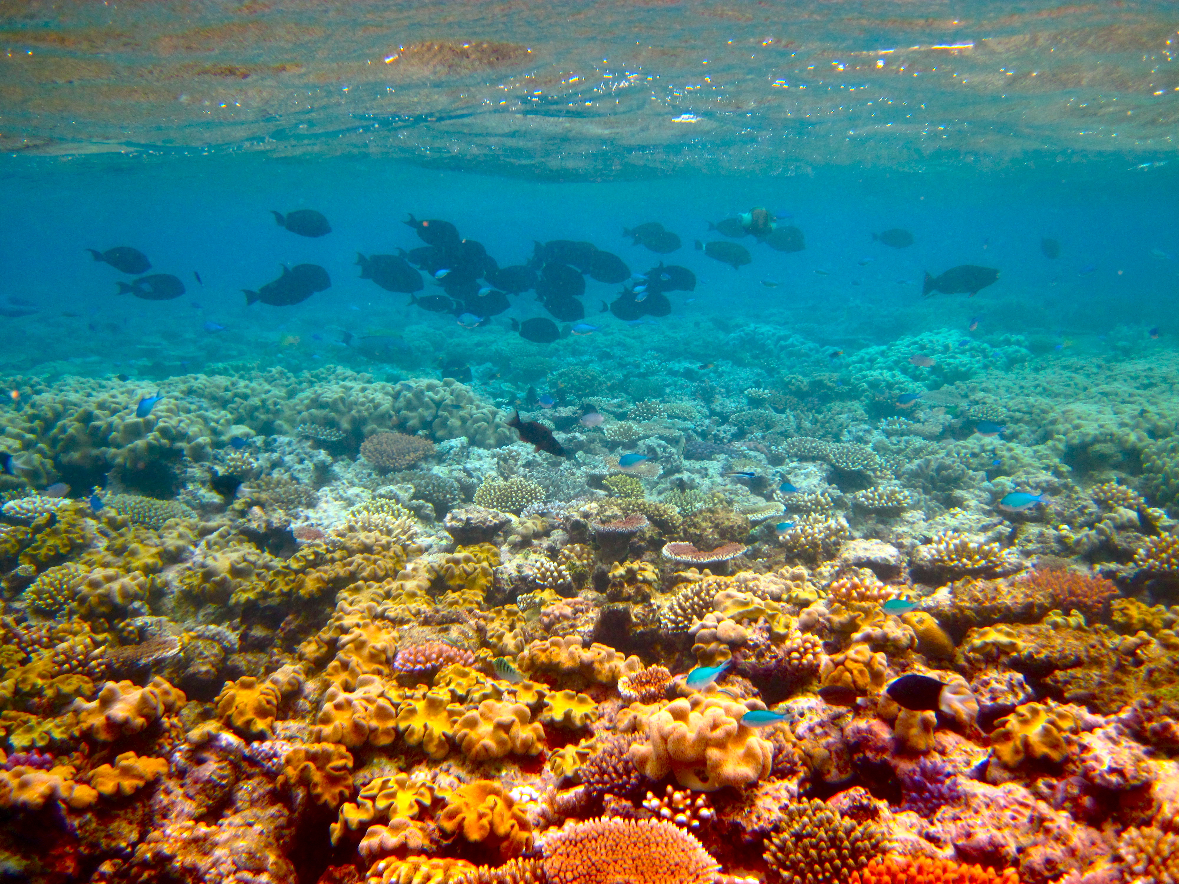 Outer Great Barrier Reef by Kyle Taylor