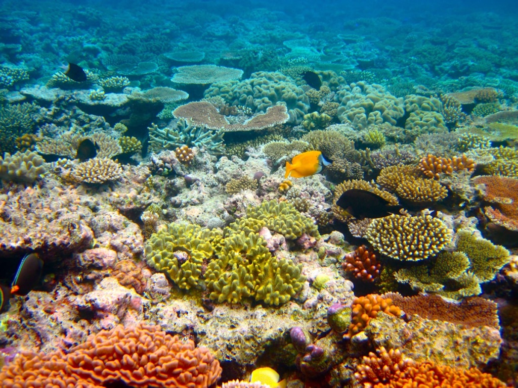 Outer Great Barrier Reef by Kyle Taylor